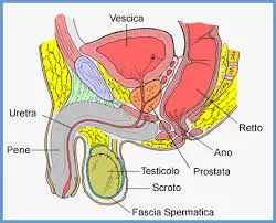 La Risonanza Magnetica Multiparametrica della Prostata (RM mp)